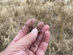 Cyperus subsquarrosus