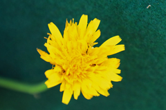 Hypochaeris radicata