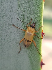 Chauliognathus ignaciosus