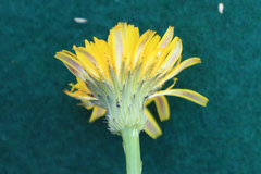 Hypochaeris radicata