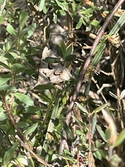 Dichromodes atrosignata