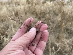 Cyperus subsquarrosus