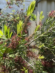 Melaleuca viminalis