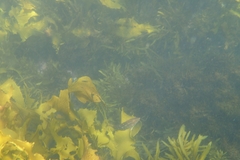 Notolabrus gymnogenis