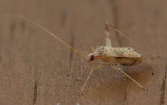 Phytocoris depictus