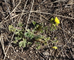 Potentilla jenissejensis