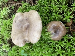 Lactarius trivialis