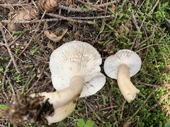 Lactarius trivialis