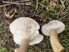 Lactarius trivialis