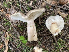 Lactarius trivialis