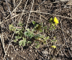 Potentilla jenissejensis
