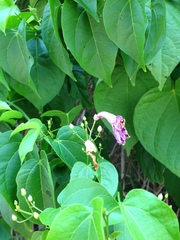 Bignonia