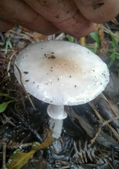 Amanita eliae