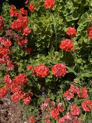 Pelargonium