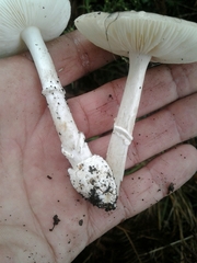 Amanita eliae