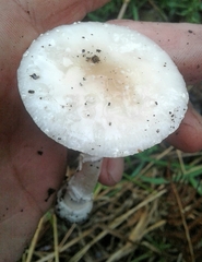 Amanita eliae