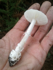Amanita eliae