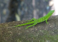 Anolis garmani