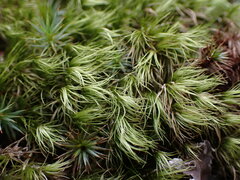 Dicranum condensatum