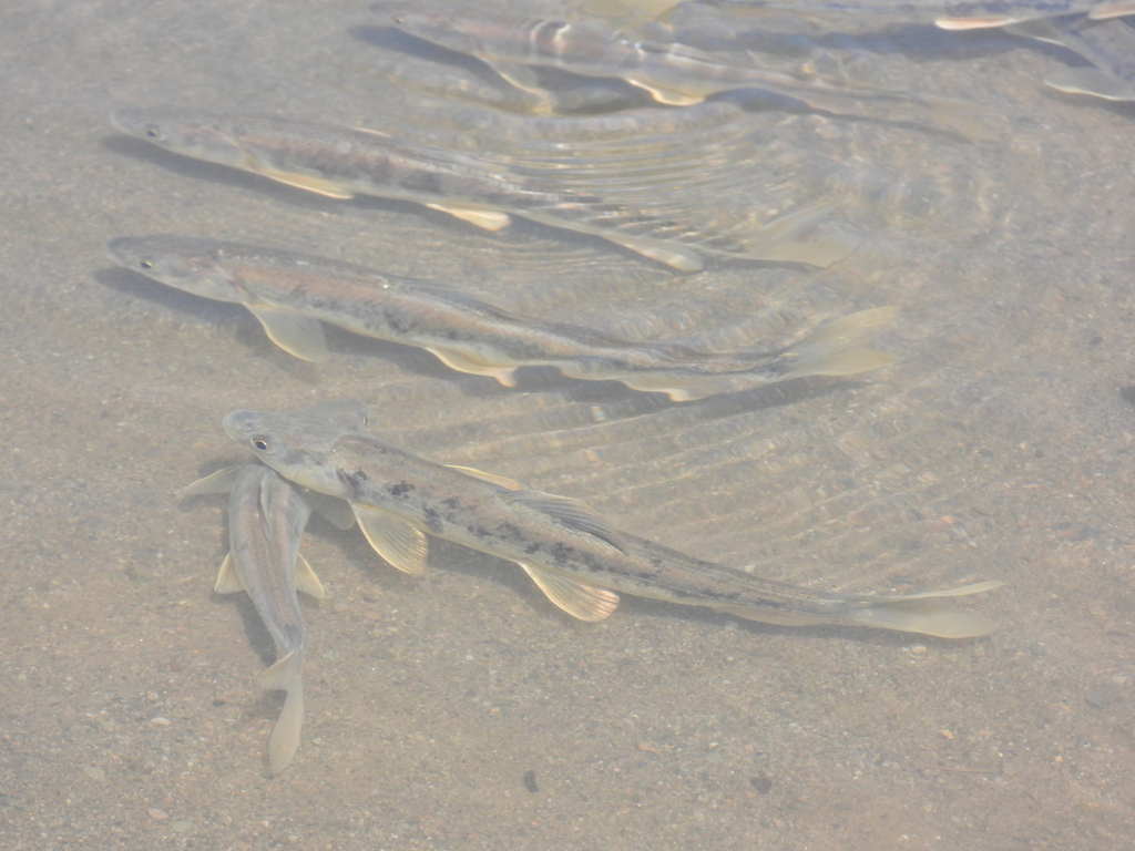 Przewalskii's Naked Carp
