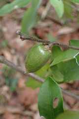 Englerophytum natalense