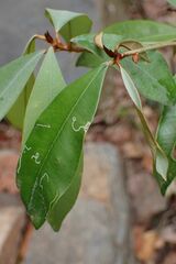 Englerophytum natalense
