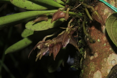 Masdevallia campyloglossa