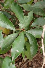 Englerophytum natalense