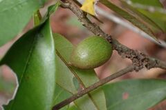 Englerophytum natalense