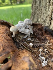 Asterophora parasitica