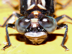 Phyllogomphoides nayaritensis