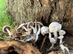 Asterophora parasitica