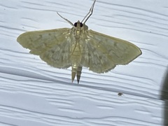 Herpetogramma aeglealis