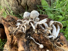 Asterophora parasitica