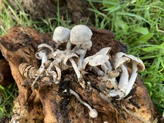 Asterophora parasitica