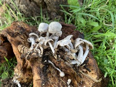 Asterophora parasitica