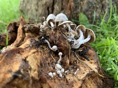 Asterophora parasitica