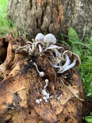 Asterophora parasitica