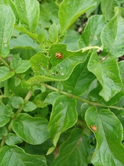Henosepilachna vigintioctopunctata