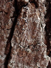 Alyxoria varia