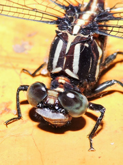 Phyllogomphoides nayaritensis