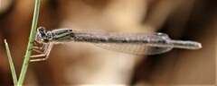 Enallagma carunculatum