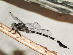 Phyllogomphoides nayaritensis