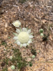 Actinotus leucocephalus