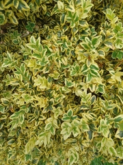 Buxus sempervirens