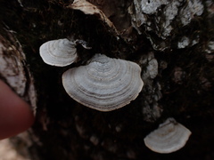 Stereum fasciatum