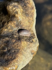 Armadillidium nasatum