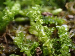 Plagiomnium ciliare