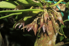 Masdevallia campyloglossa