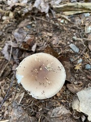 Amanita solaniolens